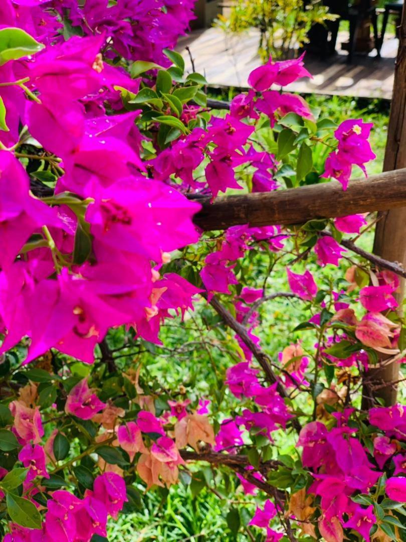 Jungle Breeze Home Stay Kasane Exterior foto